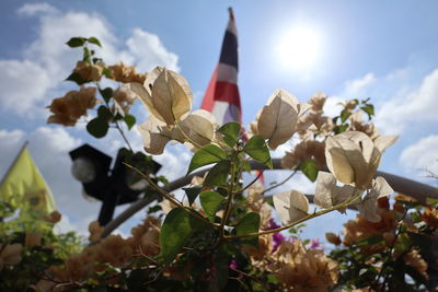 Low angle view of flowering plants against sky