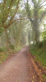 Road passing through forest