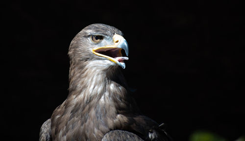 Close-up of eagle against black background