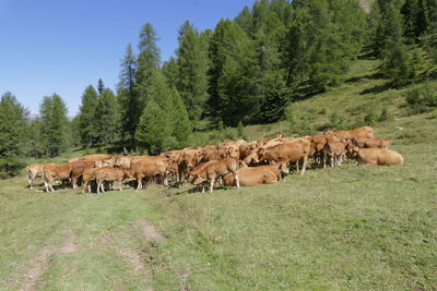 Horses in a field