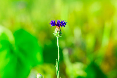 Close-up of purple flowering plant