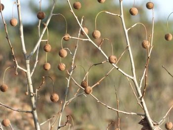 Close-up of flowering plant against blurred background