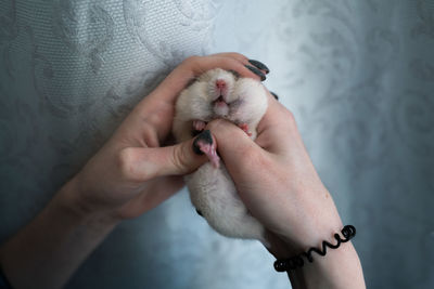 Midsection of woman holding in hands the hamster