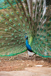 Peacock on a land