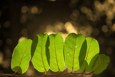 Close-up of leaves and bokeh background