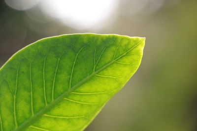 Close-up of green leaf