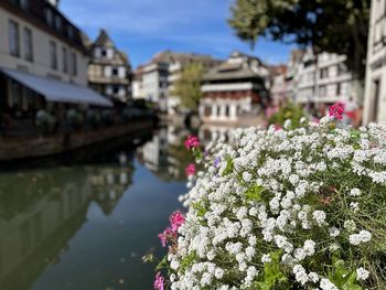 Close-up of flowering plant by canal in city