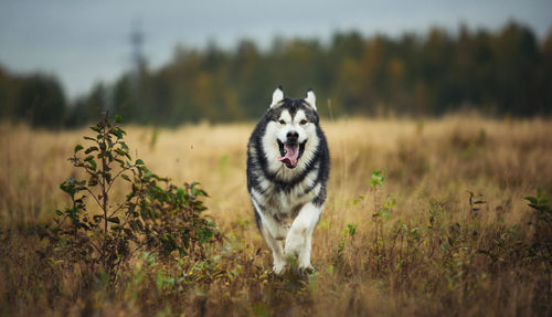 Full length of a dog on field