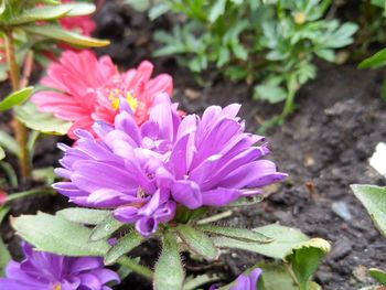 Close-up of pink flowers