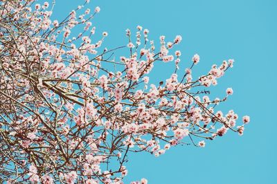 Low angle view of pink flowers blooming on tree