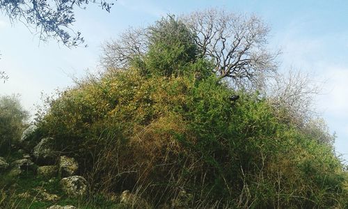 Low angle view of fresh green tree against sky