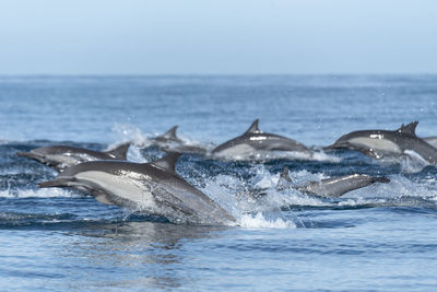 A group of common dolphins swimming near espíritu santo island.