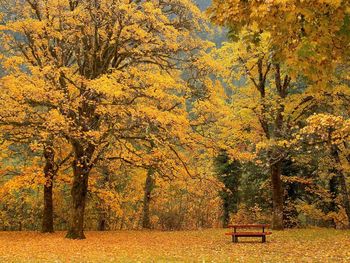 Trees in park during autumn