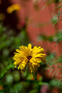 Close-up of yellow flowering plant