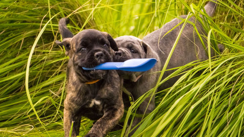 Close-up of puppies on grass