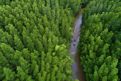 High angle view of trees in forest