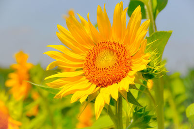 Close-up of yellow sunflower