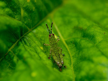 Close-up of insect on leaf