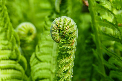 Close-up of fern leaf