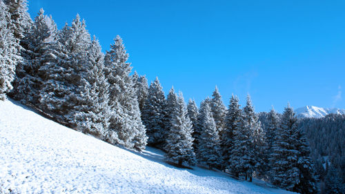 Snow covered pine trees in forest against clear sky