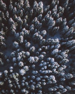 Full frame shot of snow covered trees