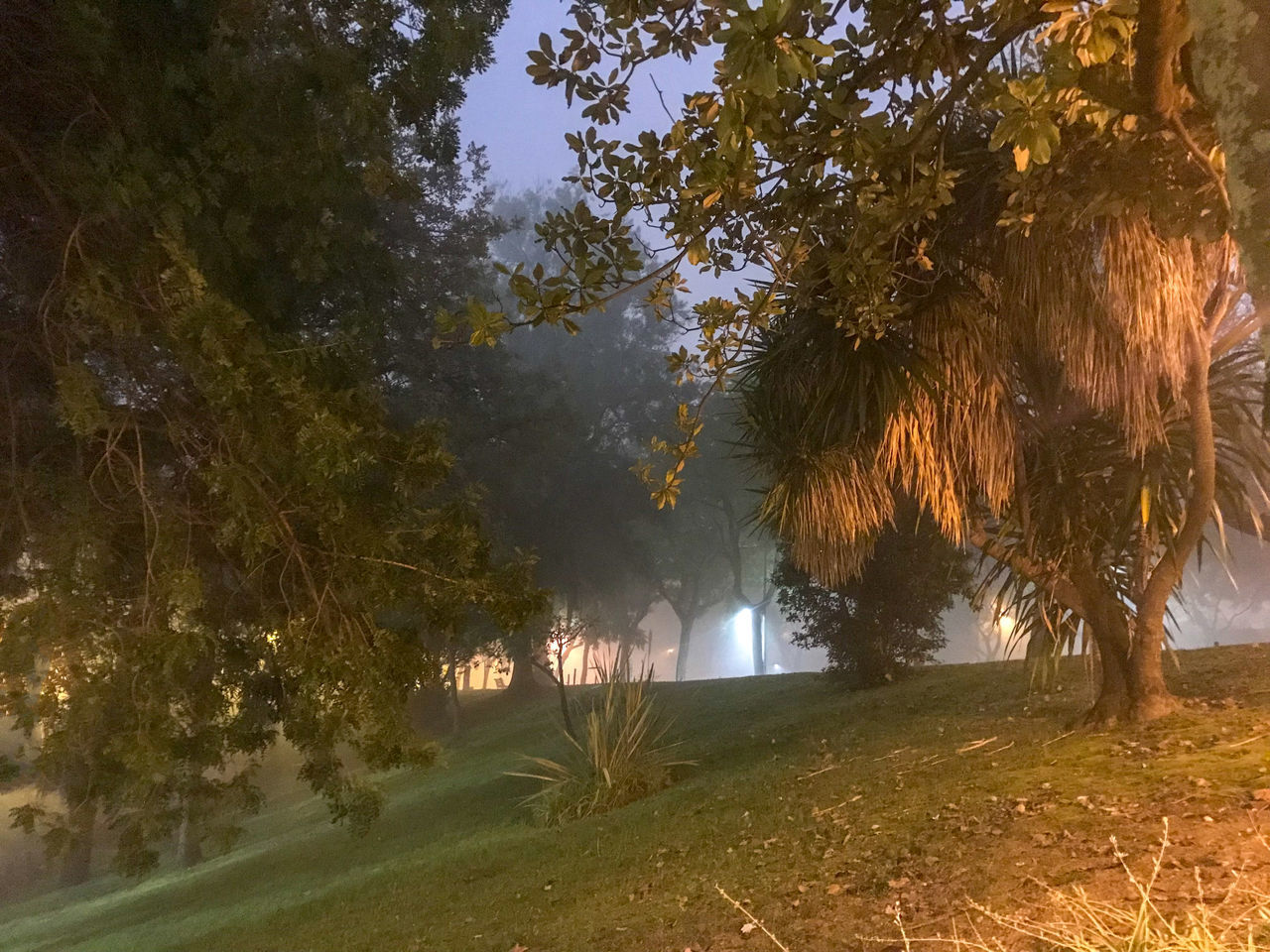 ILLUMINATED STREET AMIDST TREES AND PLANTS DURING SUNSET