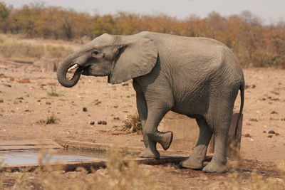 Elephant on land against trees