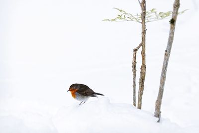 Close-up of bird perching on snow