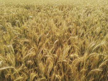 Full frame shot of yellow grass