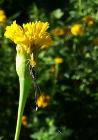 Close-up of yellow flowering plant