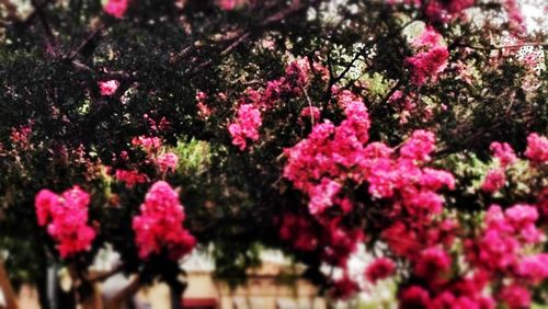 Close-up of pink flowers