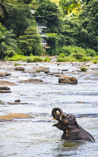 Asian elephant taking a bath at the aninmal sanctuary in pinnawala