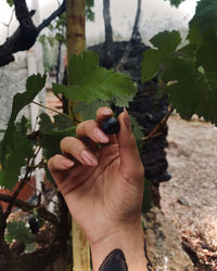 Grape in hand season fall 