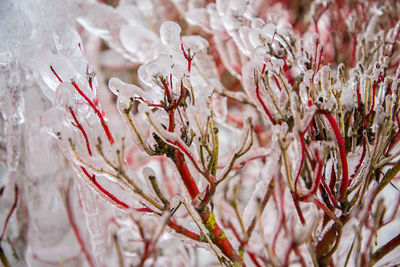 Beautiful magic icicles on aronia bushes