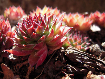 Close-up of red flowering plant