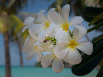 Close-up of white flowers blooming outdoors