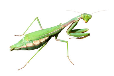 Close-up of grasshopper