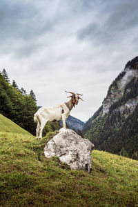 View of a horse standing on rock