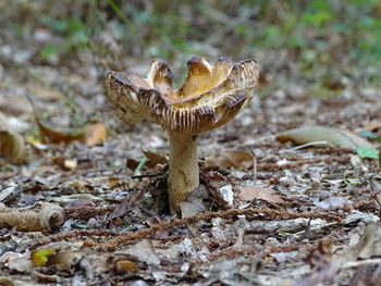 Close-up of mushroom on field