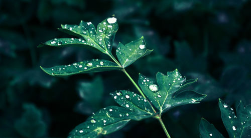 Close-up of wet plant leaves