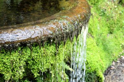 Close-up of water flowing in forest