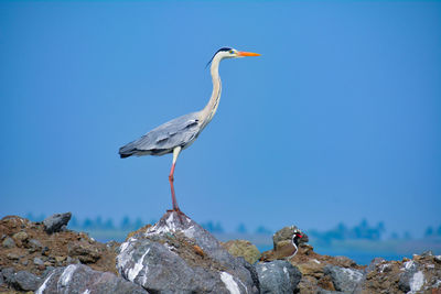 Grey heron bird perching on rock.