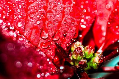 Close-up of fresh wet red flower
