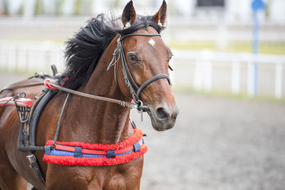 Horse running on stadium