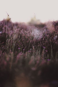 Close-up of purple flowering plants on field against sky