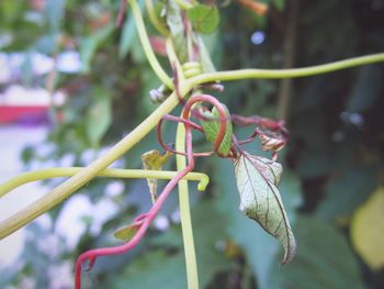 Close-up of insect on plant