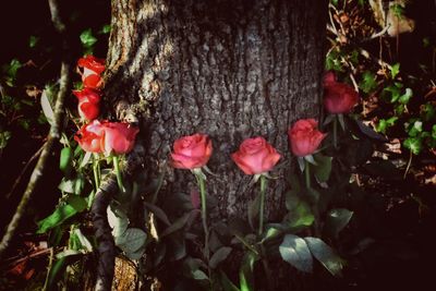 Close-up of red flowers blooming on tree trunk