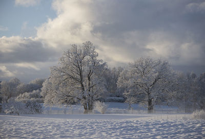 Bare trees on snow covered field against sky