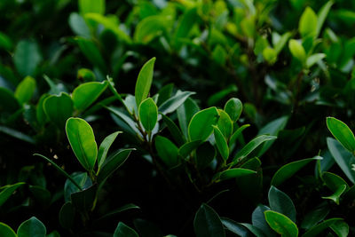 High angle view of plant growing on field