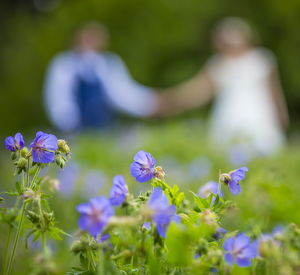 Close-up of purple flowering plants on field